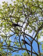 Operação impede tráfico internacional de ovos da espécie arara-azul-de-lear