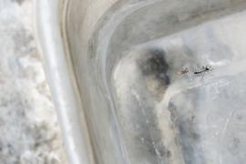 Ação de combate à dengue em PeriperiNa foto:Autora: Carol Garcia / AGECOM