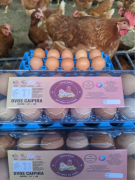 Seminário Estadual SIM/Susaf promove avanços na agricultura familiar baiana