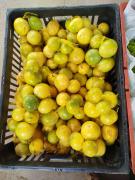 Agricultores de Filadélfia vão fornecer mais de R$ 353 mil em produtos para o PAA