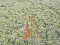 Polícias Militar e Federal desmontam plantação que geraria 1 tonelada de maconha