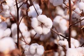 Safra de grãos na Bahia é estimada em 11,3 milhões de toneladas