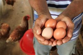 Associativismo potencializa produção de galinha caipira em Tremedal