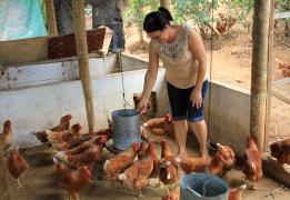 Associativismo potencializa produção de galinha caipira em Tremedal
