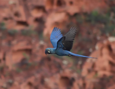 Ameaçada de extinção, arara-azul-de-lear vira símbolo do turismo de observação de aves da Bahia