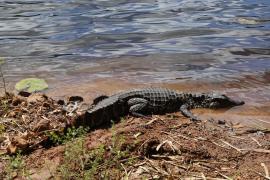 Jacaré resgatado na Pituba é devolvido à natureza, junto a outros animais reabilitados