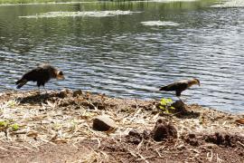 Jacaré resgatado na Pituba é devolvido à natureza, junto a outros animais reabilitados