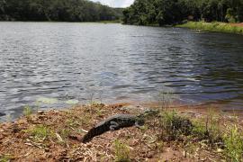 Jacaré resgatado na Pituba é devolvido à natureza, junto a outros animais reabilitados