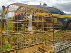 Operação do Inema e da PRF resgata cerca de 1,2 mil aves silvestres na região norte do estado