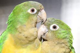 Inema realiza evento para integrar esforços na conservação da fauna silvestre na Bahia