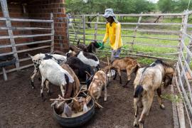 Dia Internacional do Milho é celebrado por famílias do semiárido baiano