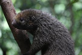 Soltura de animais silvestres nos municípios de Entre Rios e Barro Preto celebra a Semana do Meio Ambiente