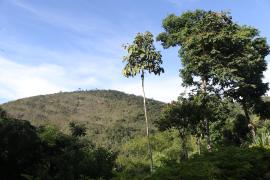 Governo do Estado apresenta série de atividades para a semana do Meio Ambiente