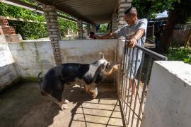 Suinocultura traz novas perspectivas de renda para agricultores familiares de Sapeaçu