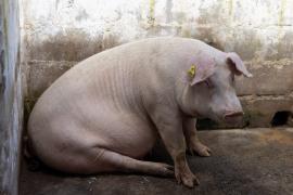 Suinocultura traz novas perspectivas de renda para agricultores familiares de Sapeaçu