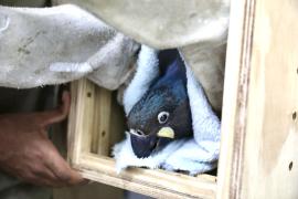 Arara Azul resgatada pelo Cetas entra em programa nacional de espécies ameaçadas