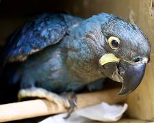 Arara Azul resgatada pelo Cetas entra em programa nacional de espécies ameaçadas