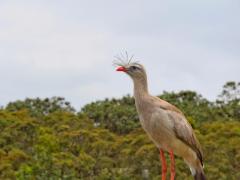 Dia de Campo em Unidade de Conservação encerra Caravana Bahia Sem Fogo no norte do estado