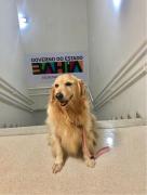 Hospital Ortopédico implementa Terapia Assistida por Animais para apoiar recuperação de pacientes