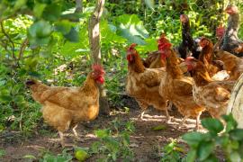 Galinheiros e equipamentos elevam produção e renda de agricultores familiares em Governador Mangabeira