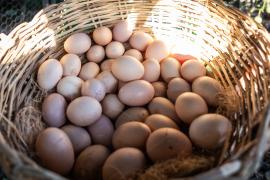 Galinheiros e equipamentos elevam produção e renda de agricultores familiares em Governador Mangabeira