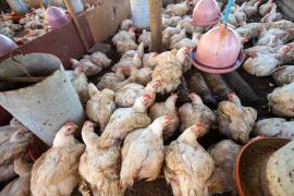 Galinheiros e equipamentos elevam produção e renda de agricultores familiares em Governador Mangabeira