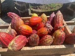 Chocolat Festival em Ilhéus oferece visita a fábricas de cacau e chocolate, praias e ´magia´ de Jorge Amado