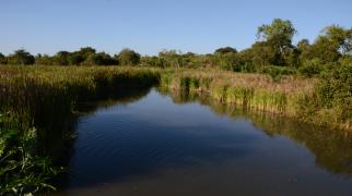 Dia do Cerrado: celebrando conquistas e reforçando compromissos para preservação