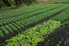 Horta Comunitária em Camacan gera renda e abastece programas institucionais de alimentação