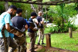Sucuri de cinco metros é resgatada no Litoral Norte da Bahia