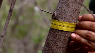 Qualidade do ar, cerveja artesanal e madeira da caatinga são temas do Univerciência na TVE
