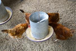 Produção de ovos de galinha caipira gera renda em comunidade quilombola de Araçás