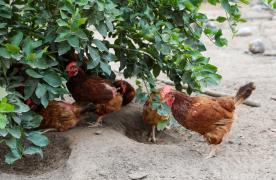 Produção de ovos de galinha caipira gera renda em comunidade quilombola de Araçás