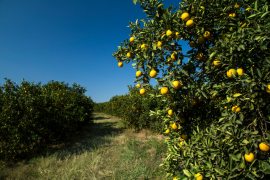 Bahia desponta como refúgio para a citricultura em meio à crise provocada por clima e pragas