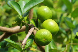 Bahia desponta como refúgio para a citricultura em meio à crise provocada por clima e pragas