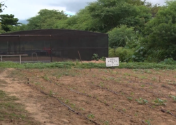 App para detectar câncer de mama, truque matemático, plantio de tomate e manjericão e mapeamento de terreiros estarão no Univerciência deste sábado, na TVE