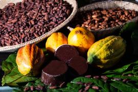 Agricultura familiar da Bahia influencia a retomada do estado como maior produtor de cacau do país