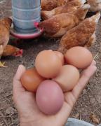 Ovos de galinha caipira garantem renda e segurança alimentar para mulheres no Recôncavo Baiano