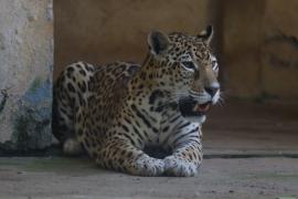 Felinário será reaberto em programação especial do zoo para o Dia das Crianças