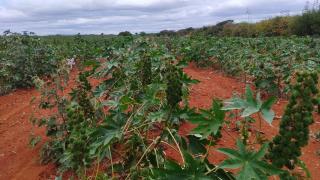 Nova Lei do Combustível do Futuro abre oportunidades para Agricultura Familiar da Bahia