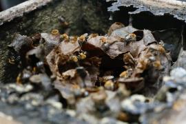 Comitê da Reserva da Biosfera da Mata Atlântica alinha preparativos para o Fórum da Juventude na Bahia