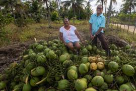 Agricultores familiares de Acajutiba aumentam produção de coco para o verão