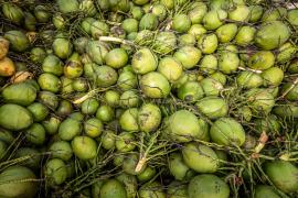Agricultores familiares de Acajutiba aumentam produção de coco para o verão
