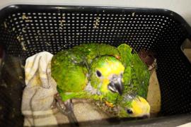 Inema resgata 400 pássaros em operação contra tráfico de animais da Polícia Civil no oeste do Estado