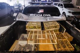 Inema resgata 400 pássaros em operação contra tráfico de animais da Polícia Civil no oeste do Estado