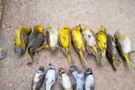 Inema resgata 400 pássaros em operação contra tráfico de animais da Polícia Civil no oeste do Estado