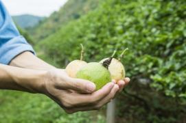 Bahia consolida liderança nacional na produção de maracujá