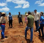 Implantação de maniveiros garante aumento de produção e produtividade de mandioca no sudoeste baiano