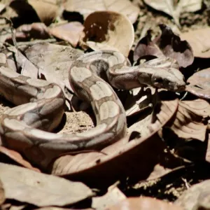 Foto: Matheus Lemos/Ascom Sema|Inema