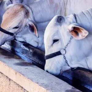 Campanha de atualização de rebanho bovino na Bahia encerra com 79,2% da exploração regularizada